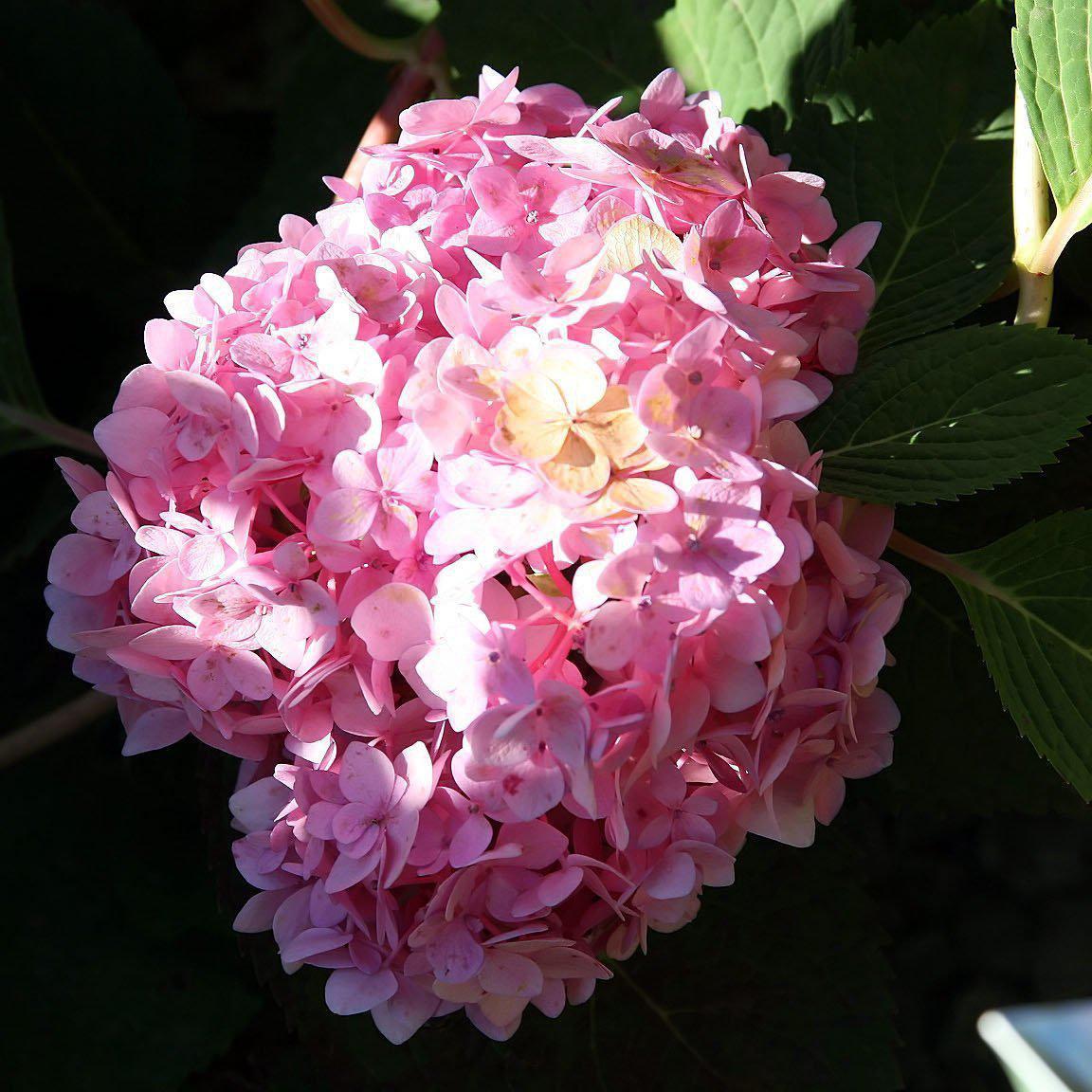 Hydrangea Macrophylla Blushing Bride - View 17 from www redcrocus com