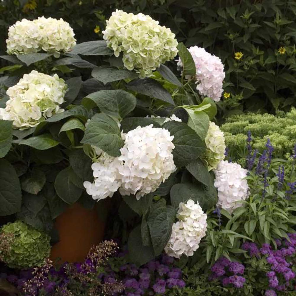 Hydrangea Macrophylla Blushing Bride - View 3 from www redcrocus com