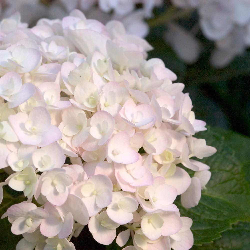 Hydrangea Macrophylla Blushing Bride - View 4 from www redcrocus com