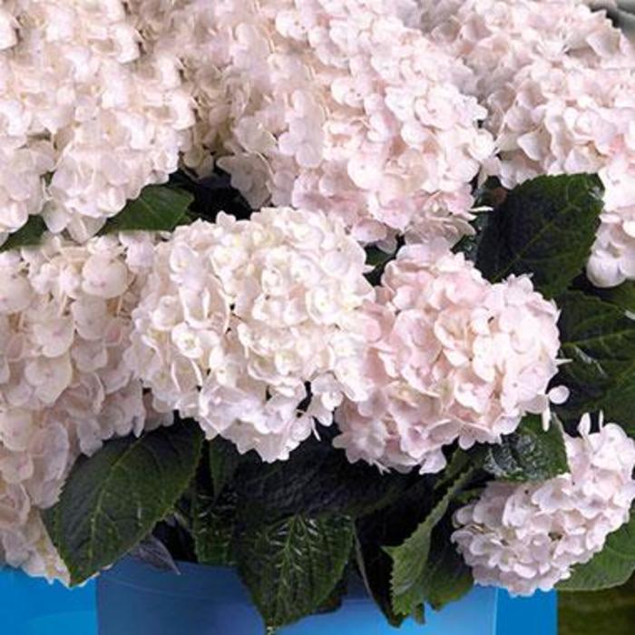 Hydrangea Macrophylla Blushing Bride - View 8 from www redcrocus com