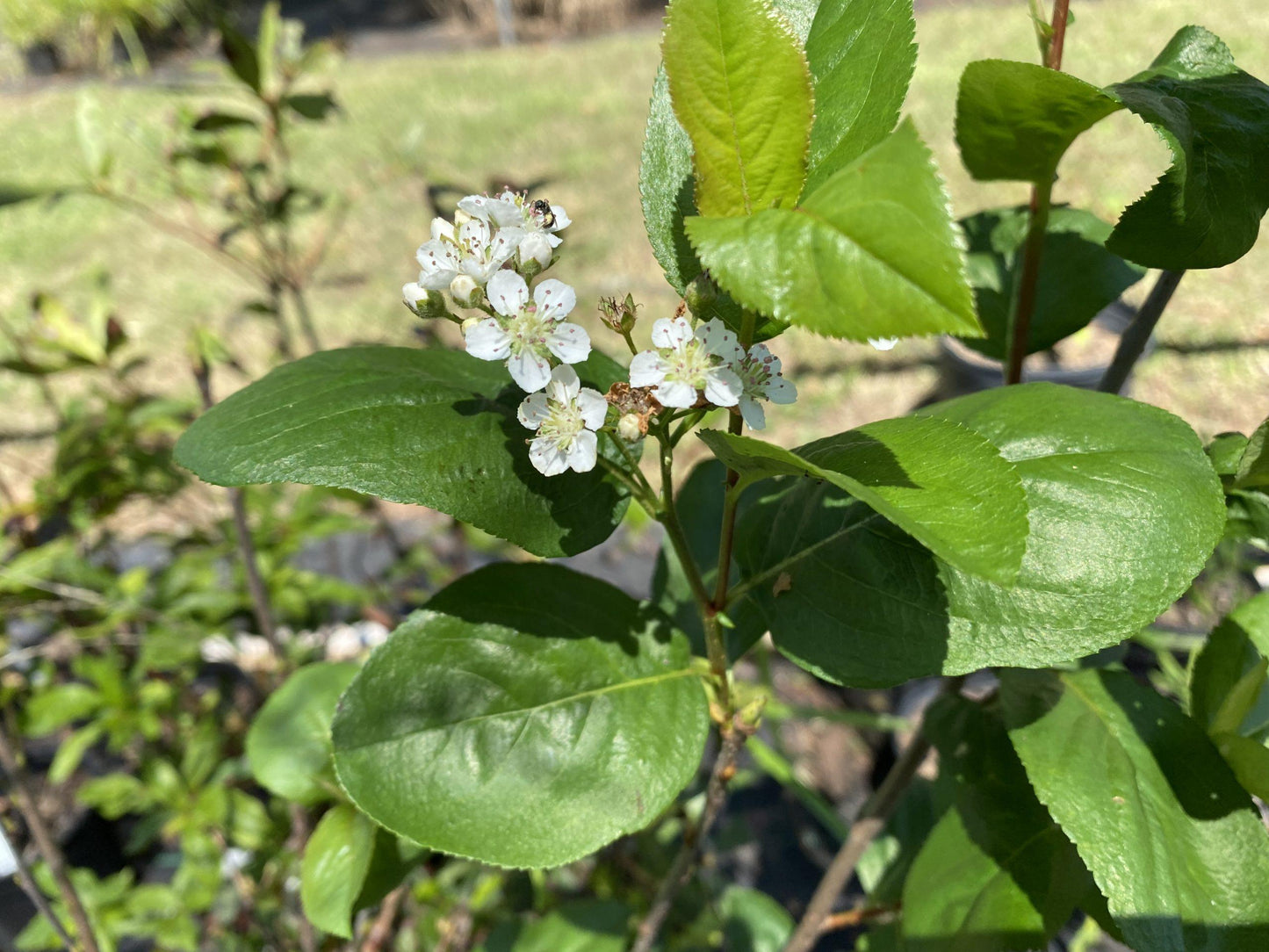 Aronia Melanocarpa - View 10 from www redcrocus com