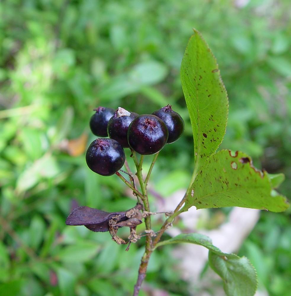 Aronia Melanocarpa - View 11 from www redcrocus com