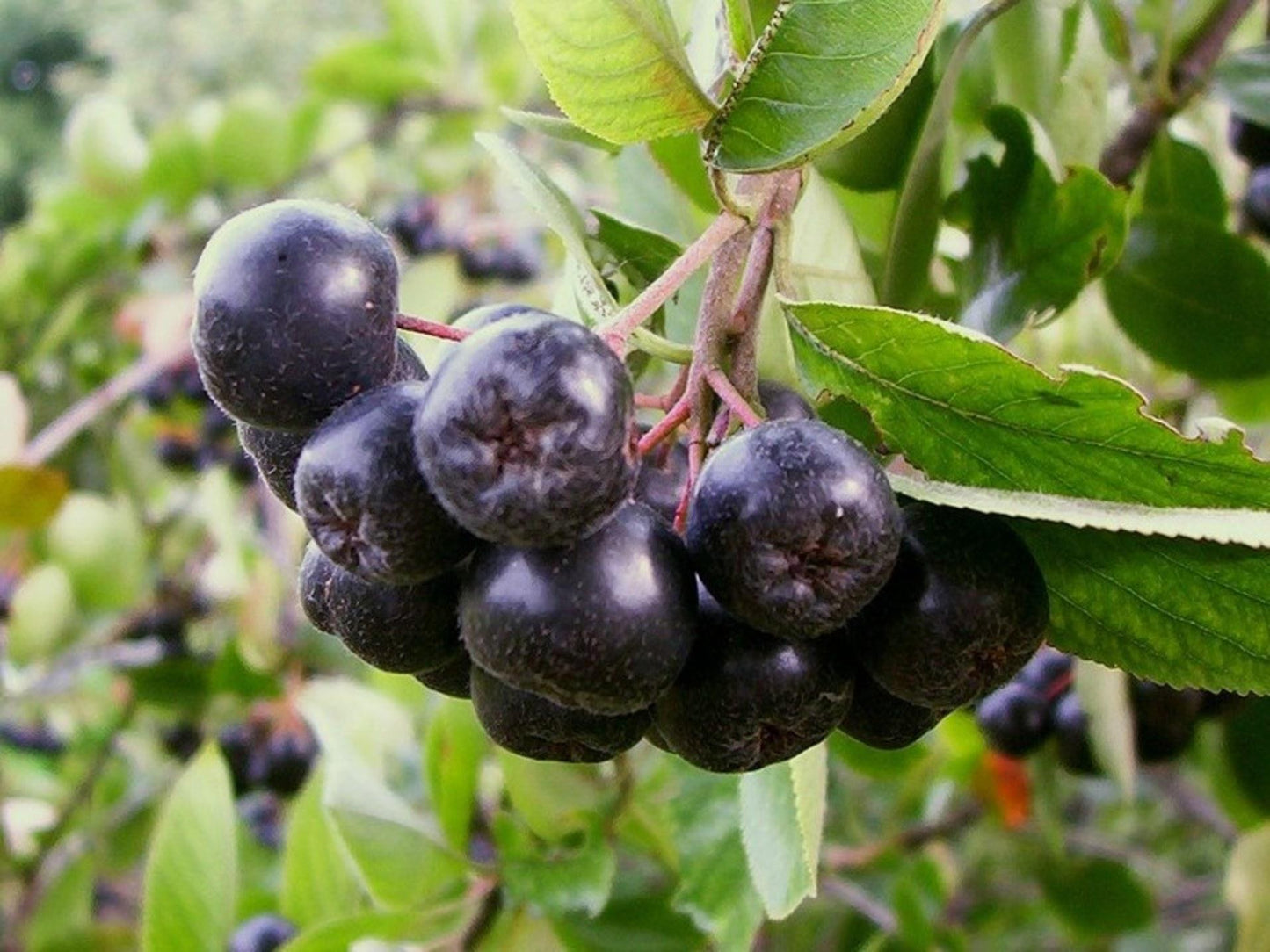 Aronia Melanocarpa - View 12 from www redcrocus com