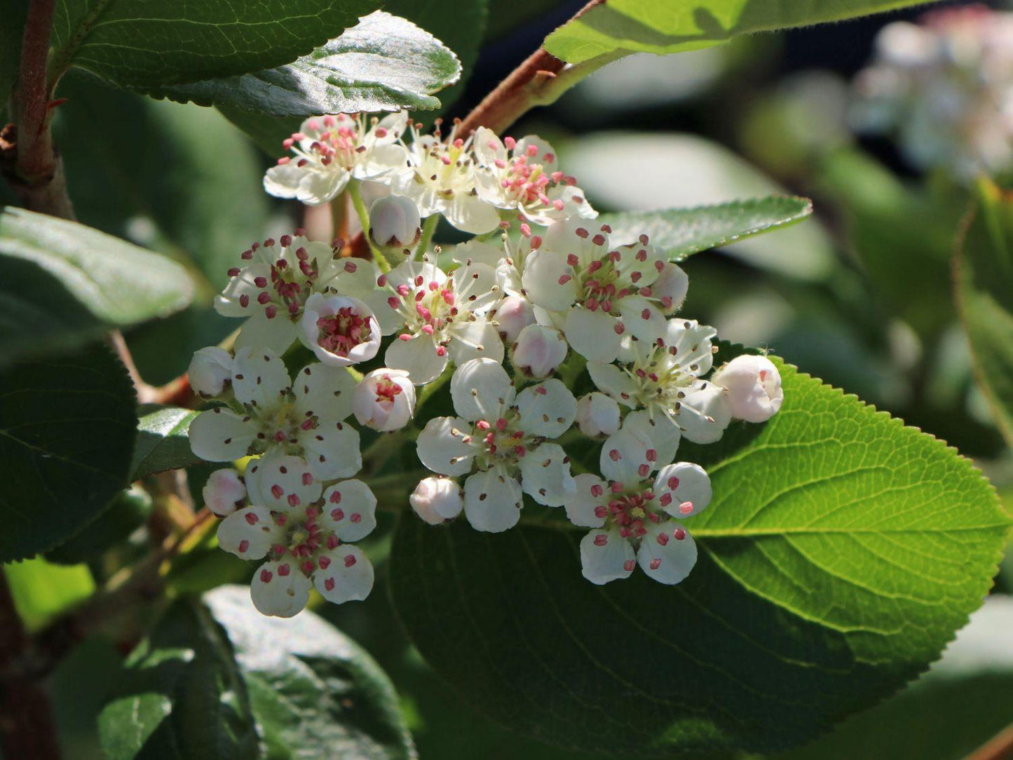 Aronia Melanocarpa - View 13 from www redcrocus com