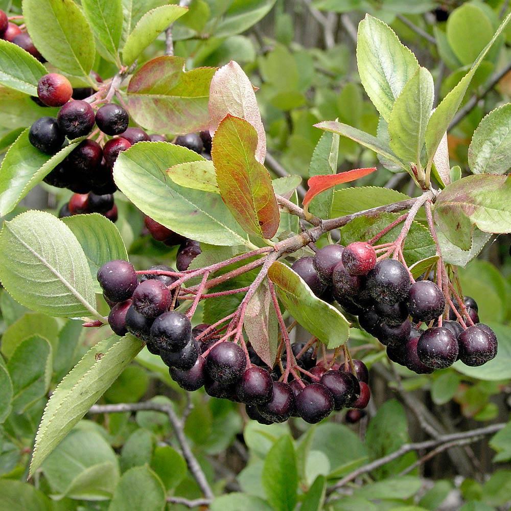 Aronia Melanocarpa - View 14 from www redcrocus com