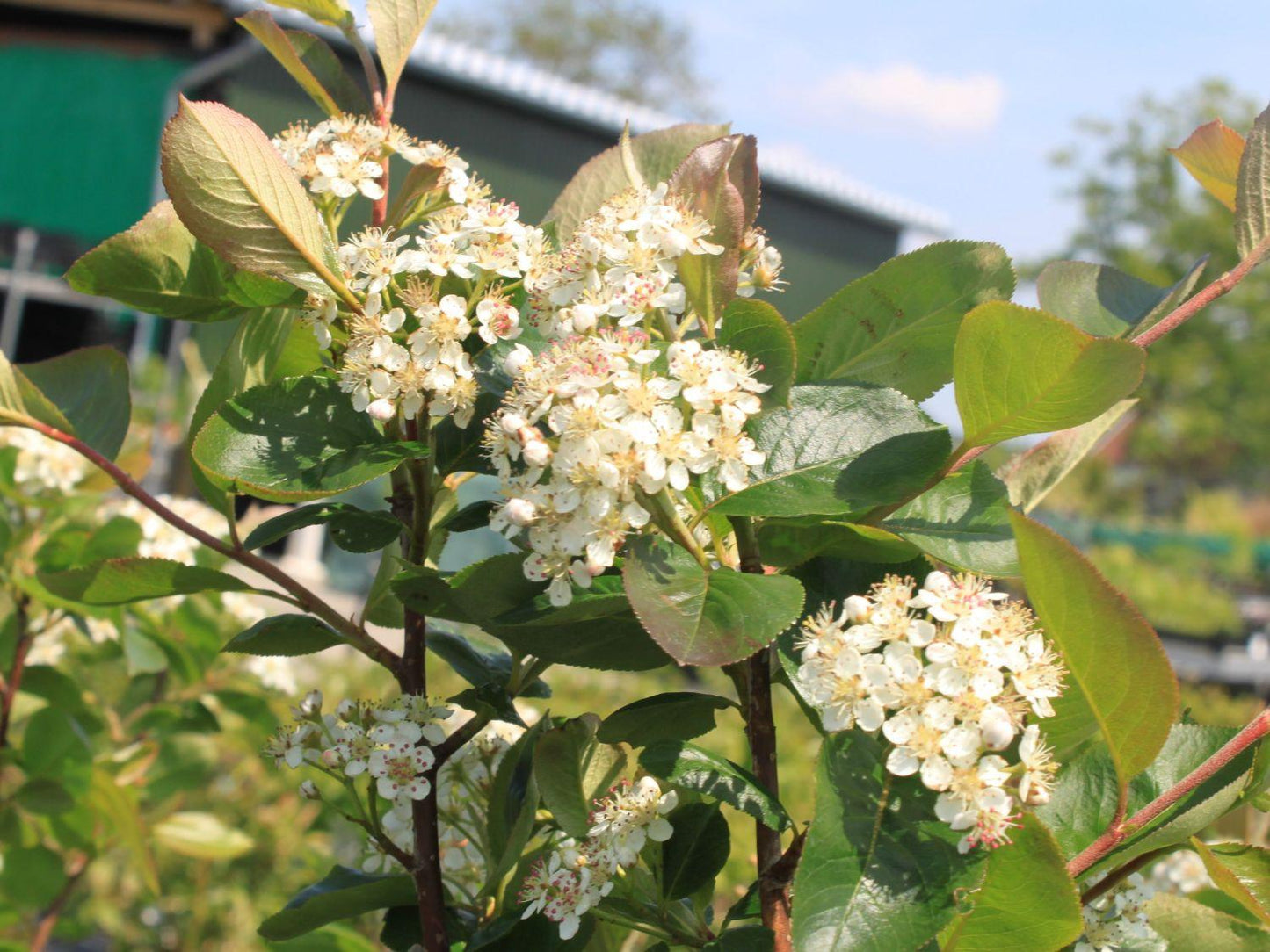 Aronia Melanocarpa - View 15 from www redcrocus com