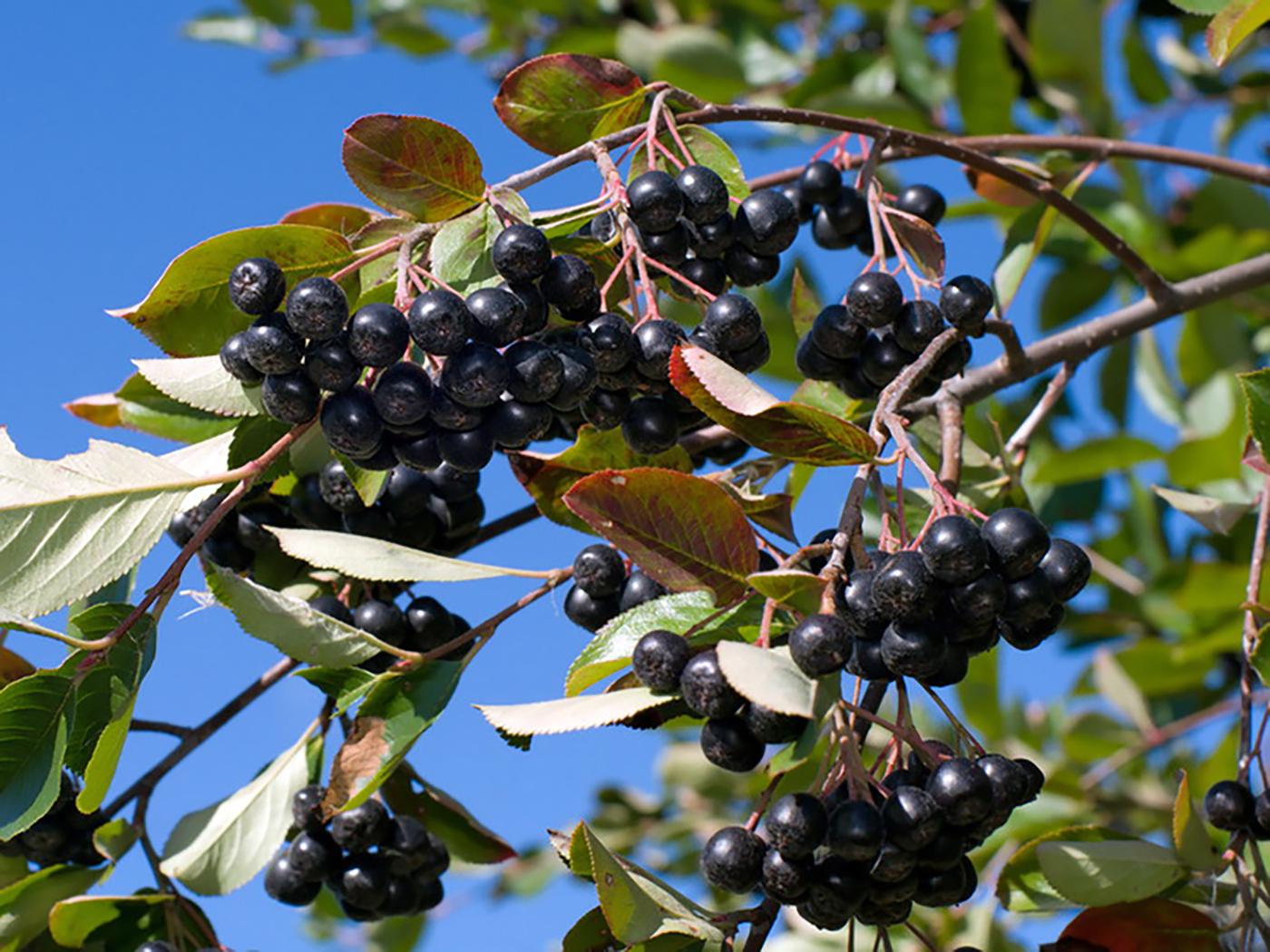Aronia Melanocarpa - View 17 from www redcrocus com