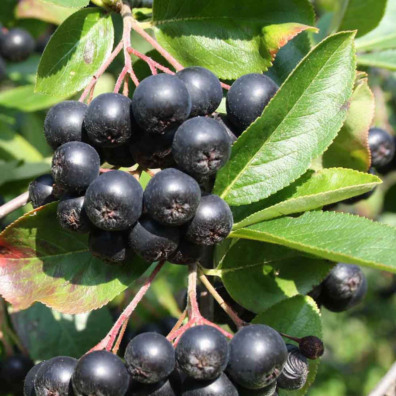 Aronia Melanocarpa - View 1 from www redcrocus com