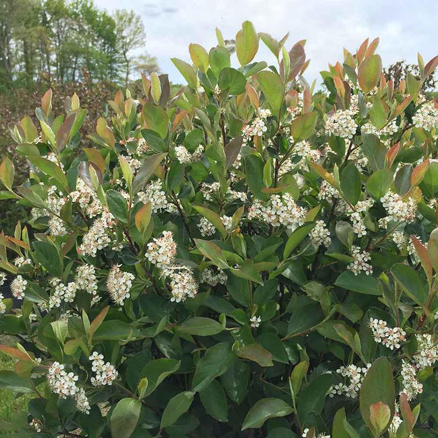 Aronia Melanocarpa - View 2 from www redcrocus com