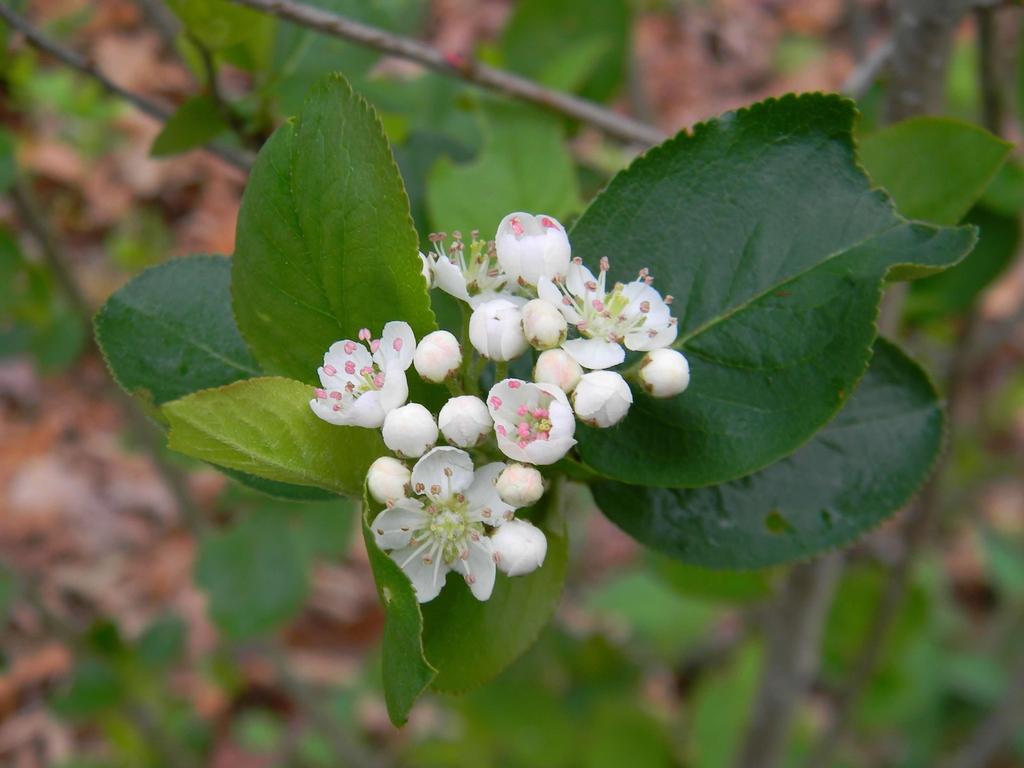 Aronia Melanocarpa - View 4 from www redcrocus com