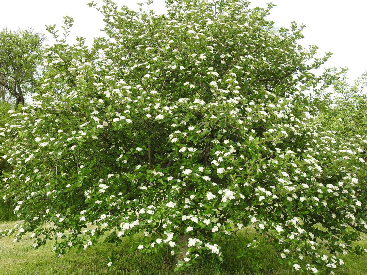 Aronia Melanocarpa - View 5 from www redcrocus com