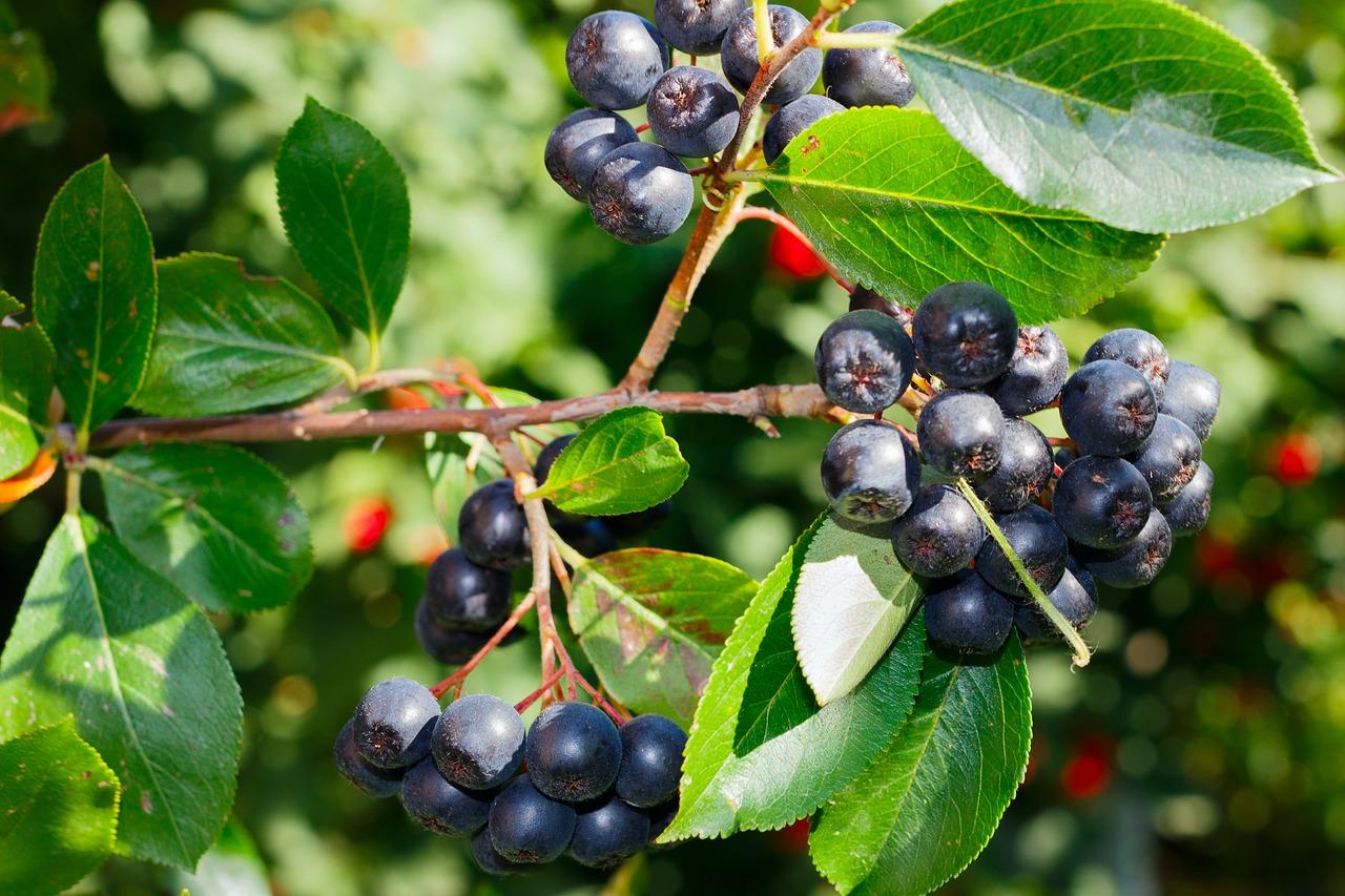 Aronia Melanocarpa - View 6 from www redcrocus com