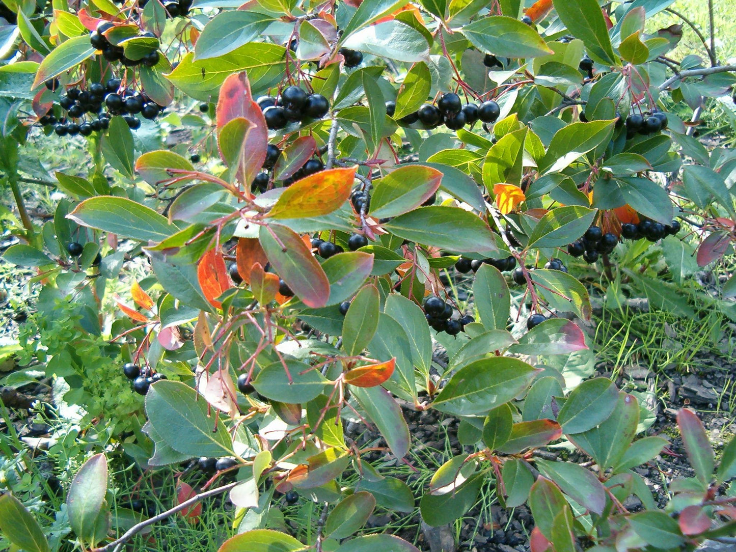 Aronia Melanocarpa - View 7 from www redcrocus com