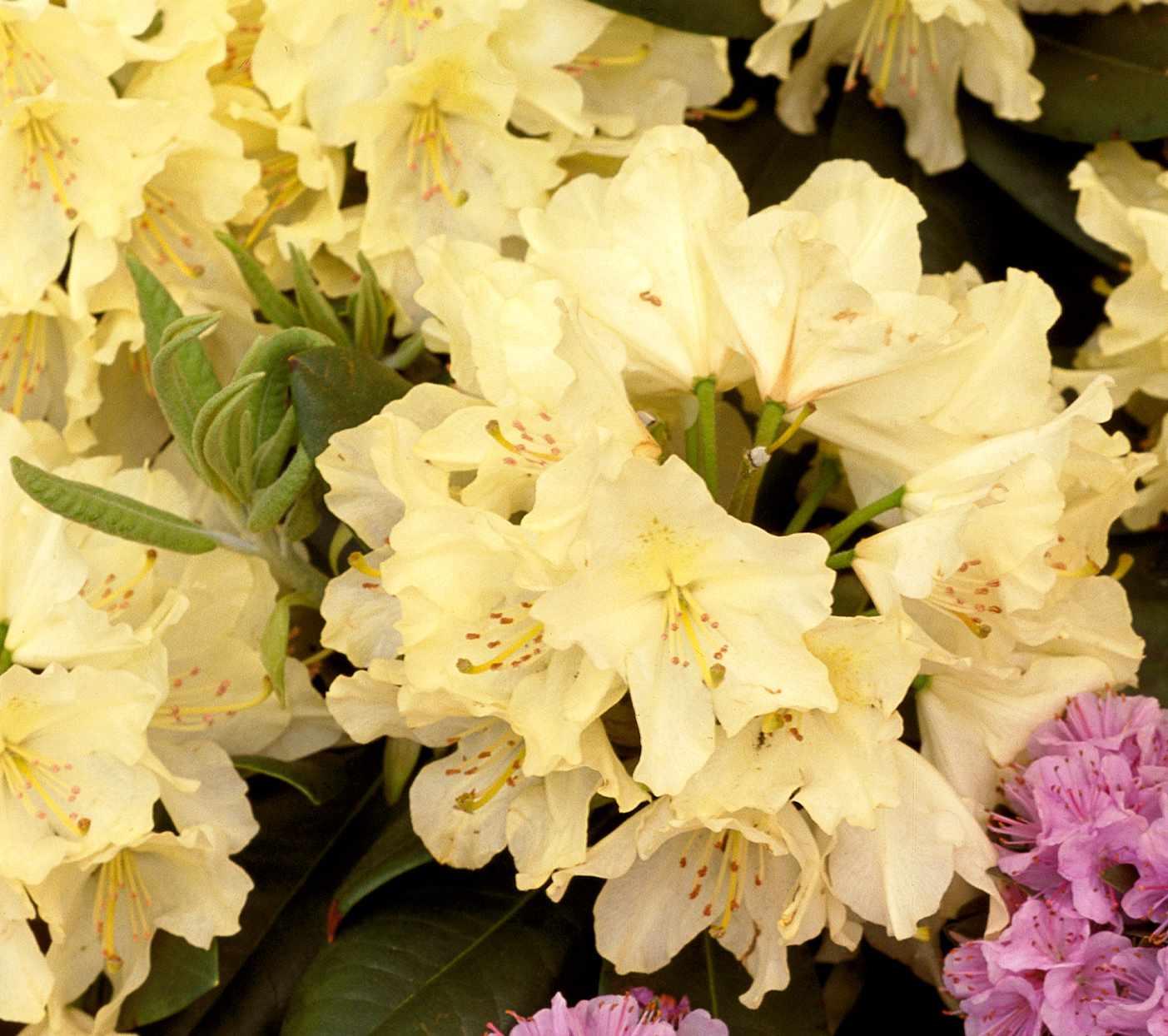 Rhododendron Capistrano - View 10 from www redcrocus com