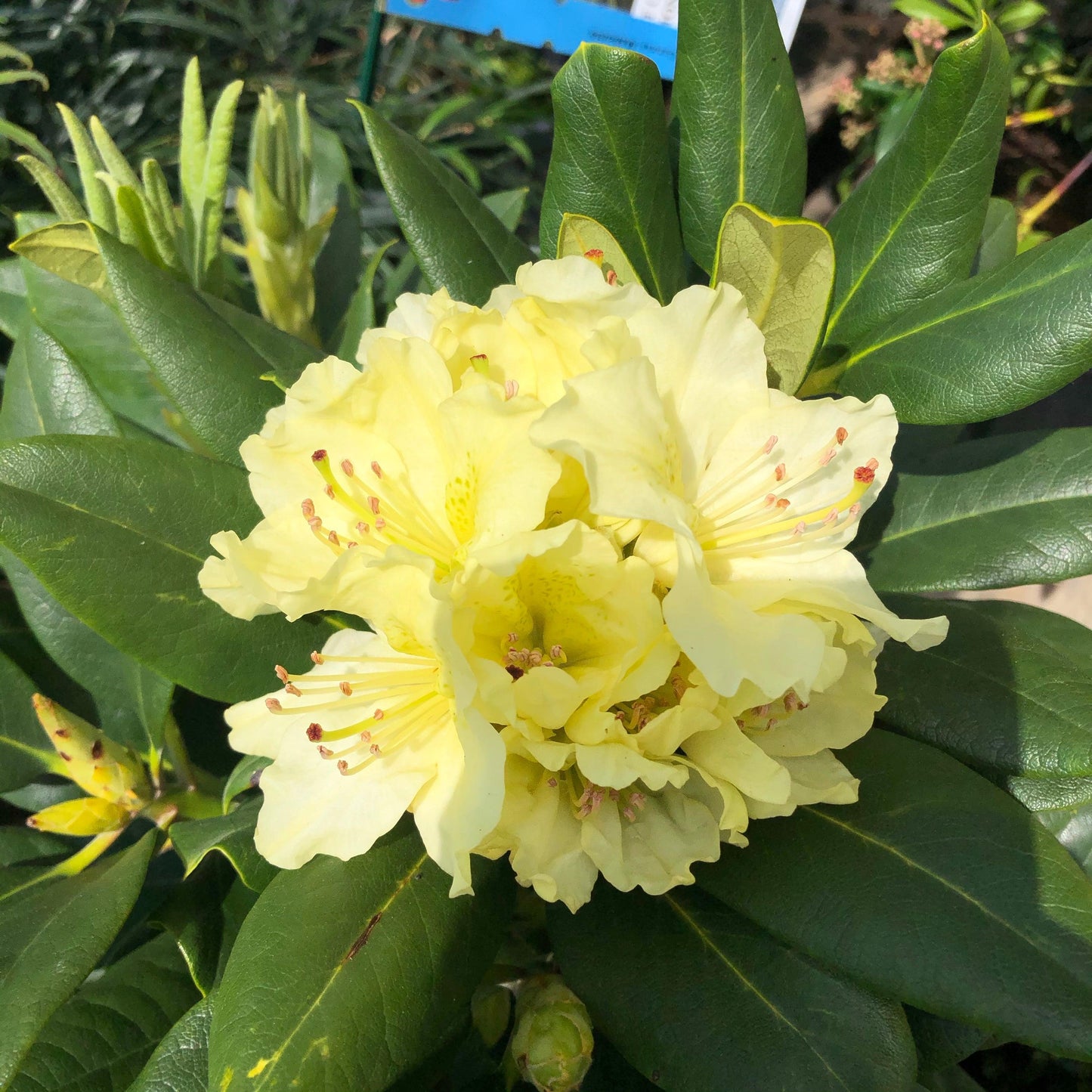 Rhododendron Capistrano - View 12 from www redcrocus com