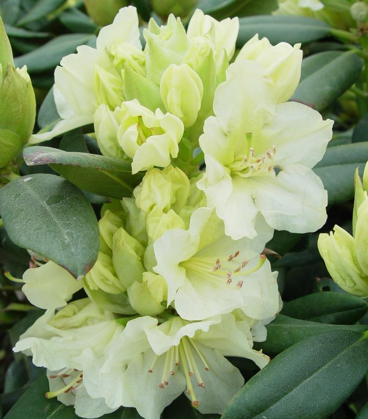 Rhododendron Capistrano - View 14 from www redcrocus com