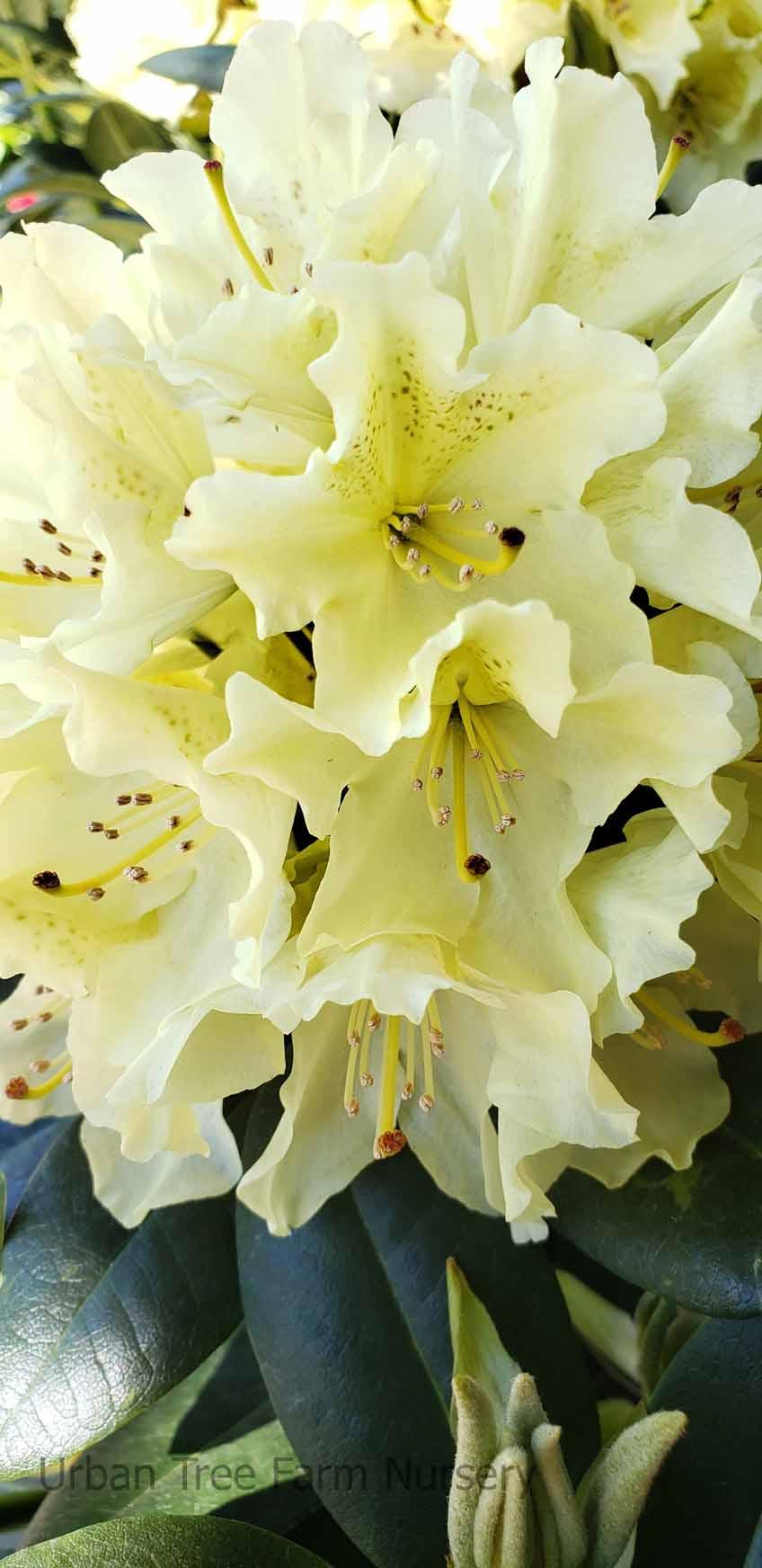 Rhododendron Capistrano - View 15 from www redcrocus com