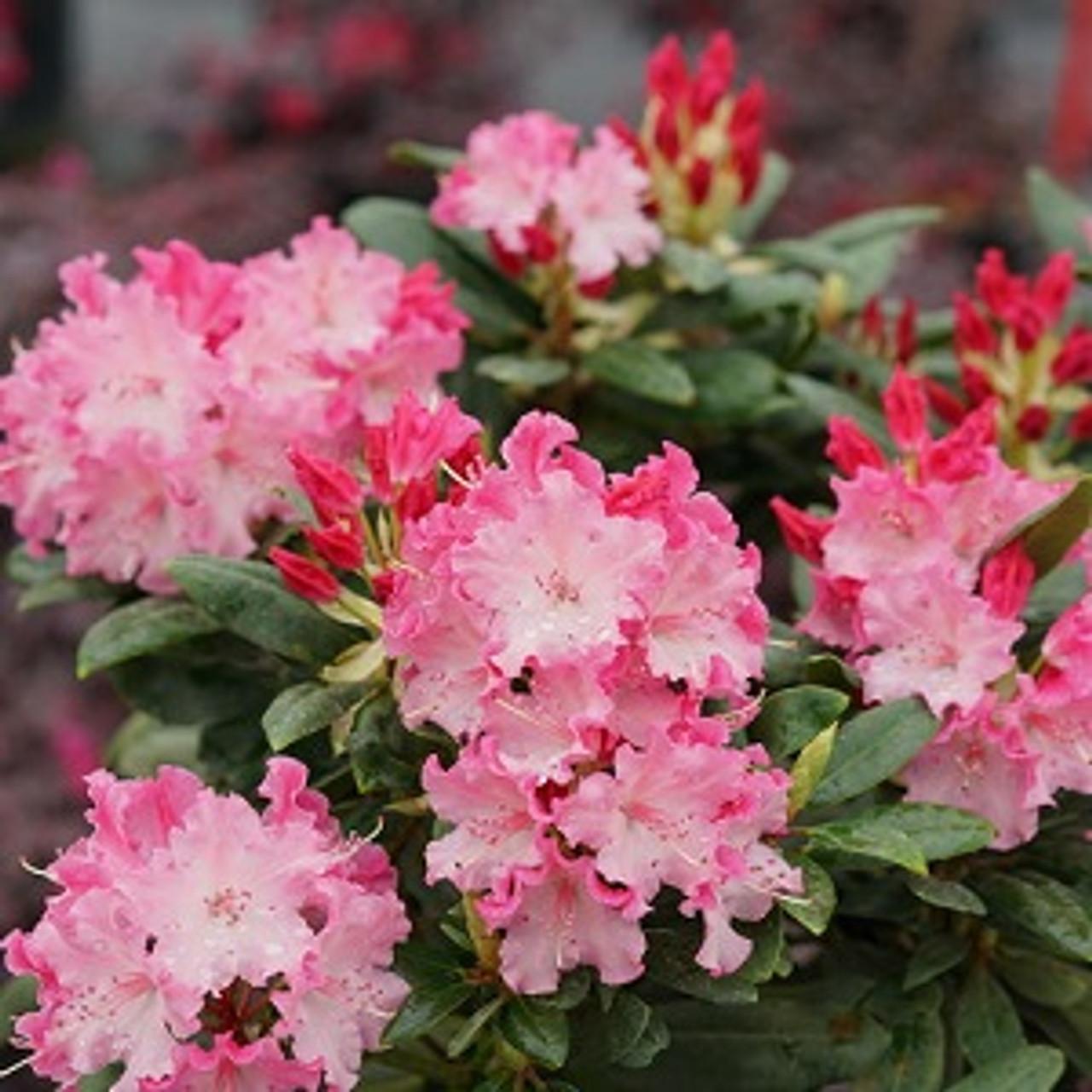 Rhododendron Capistrano - View 16 from www redcrocus com