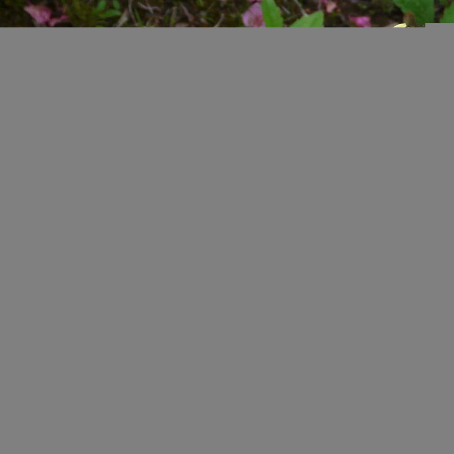 Rhododendron Capistrano - View 18 from www redcrocus com