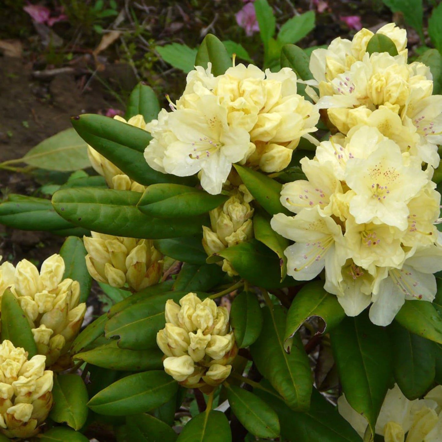 Rhododendron Capistrano - View 18 from www redcrocus com