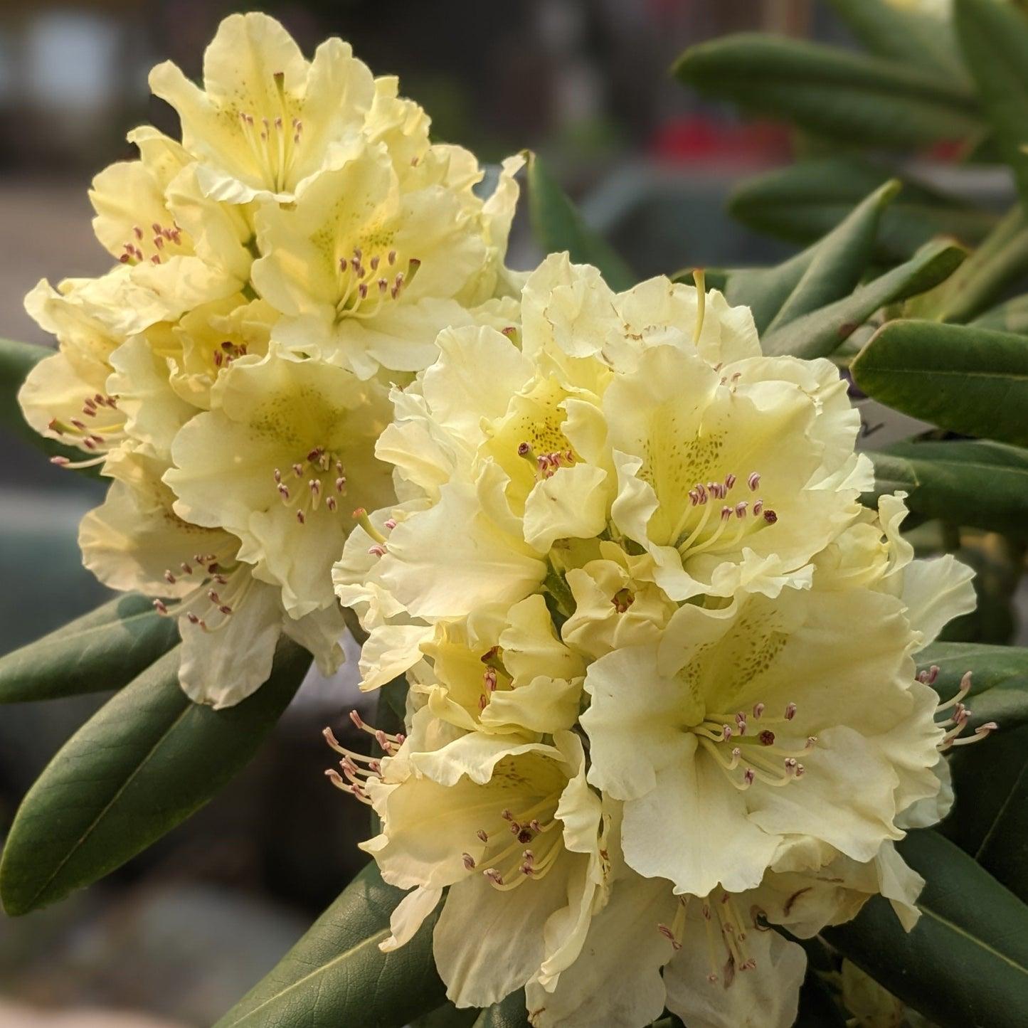 Rhododendron Capistrano - View 19 from www redcrocus com