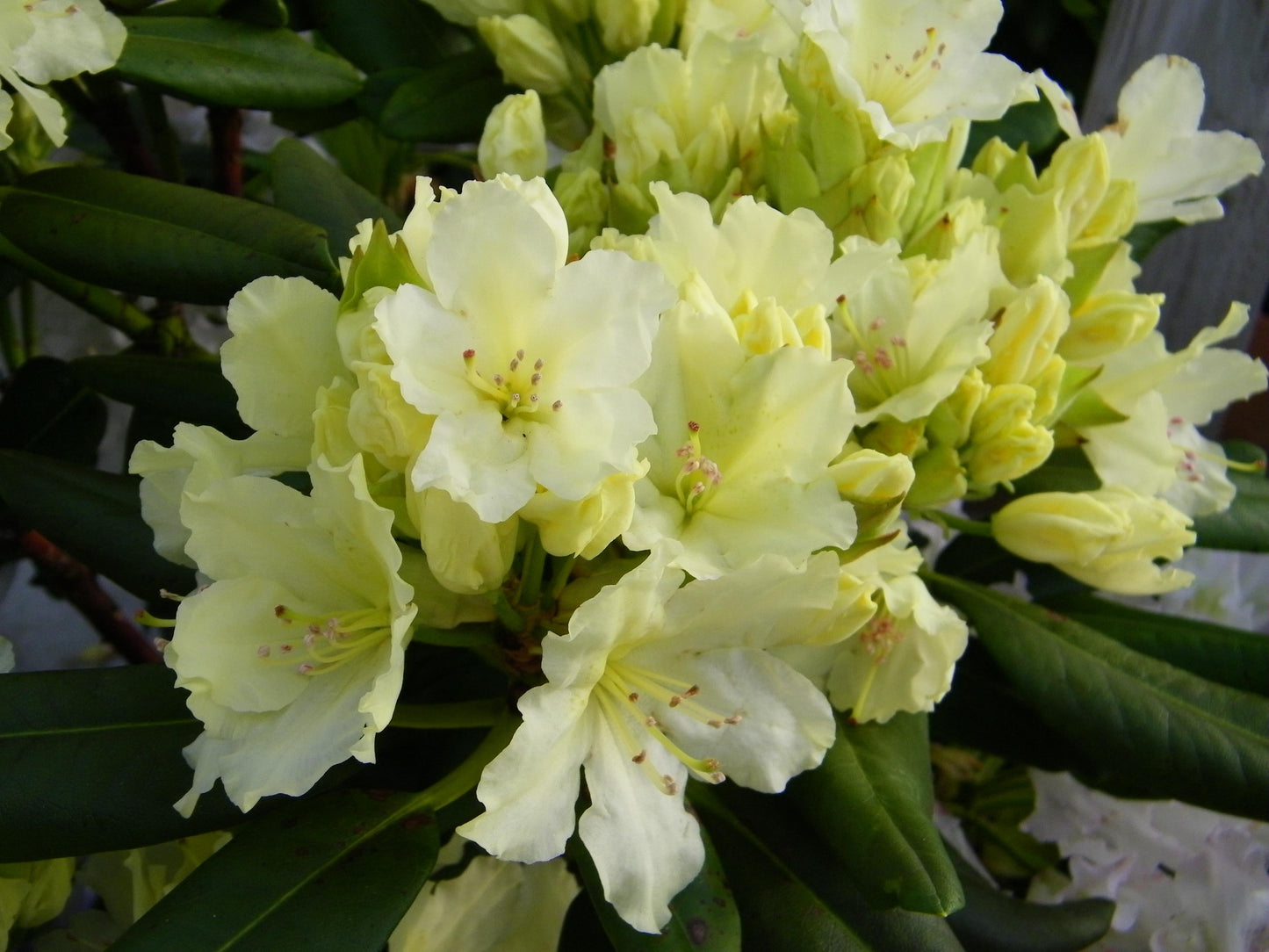 Rhododendron Capistrano - View 2 from www redcrocus com