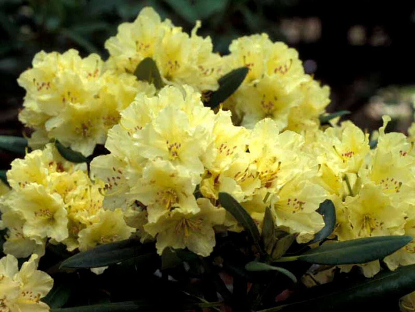Rhododendron Capistrano - View 3 from www redcrocus com