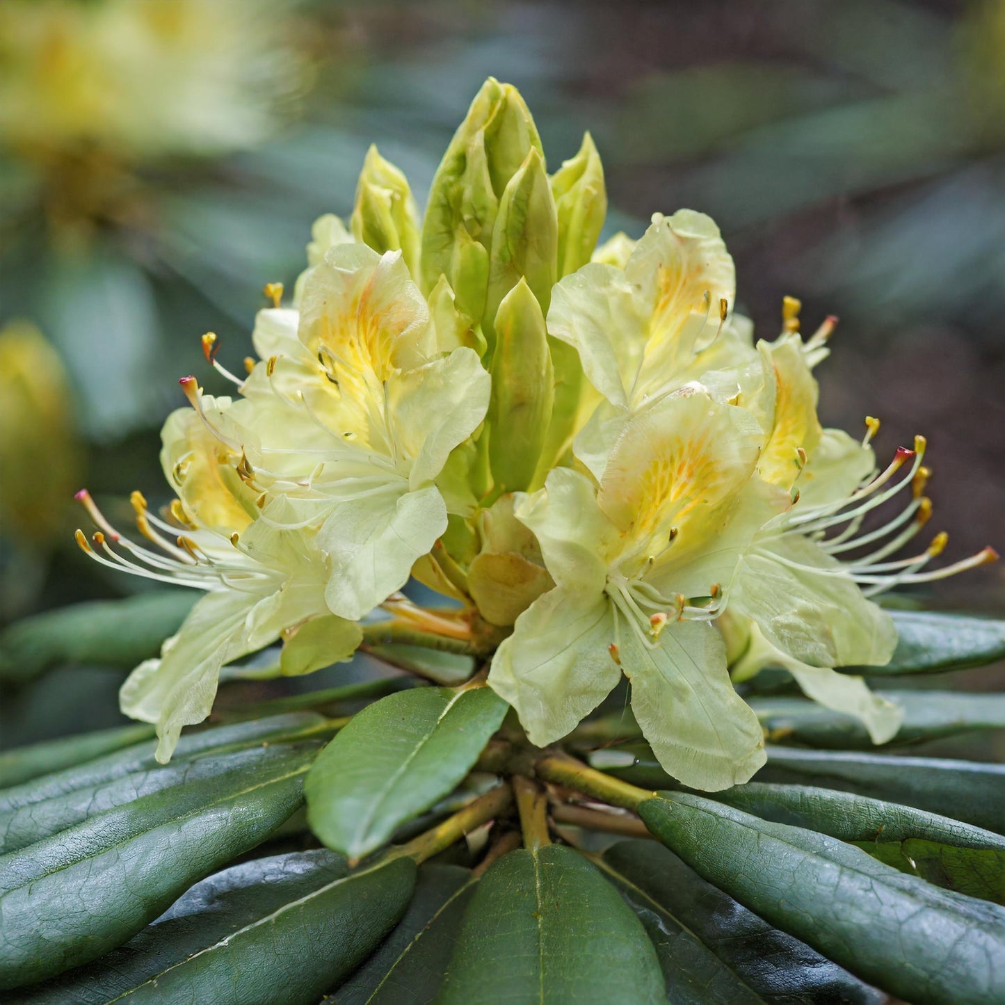 Rhododendron Capistrano - View 6 from www redcrocus com