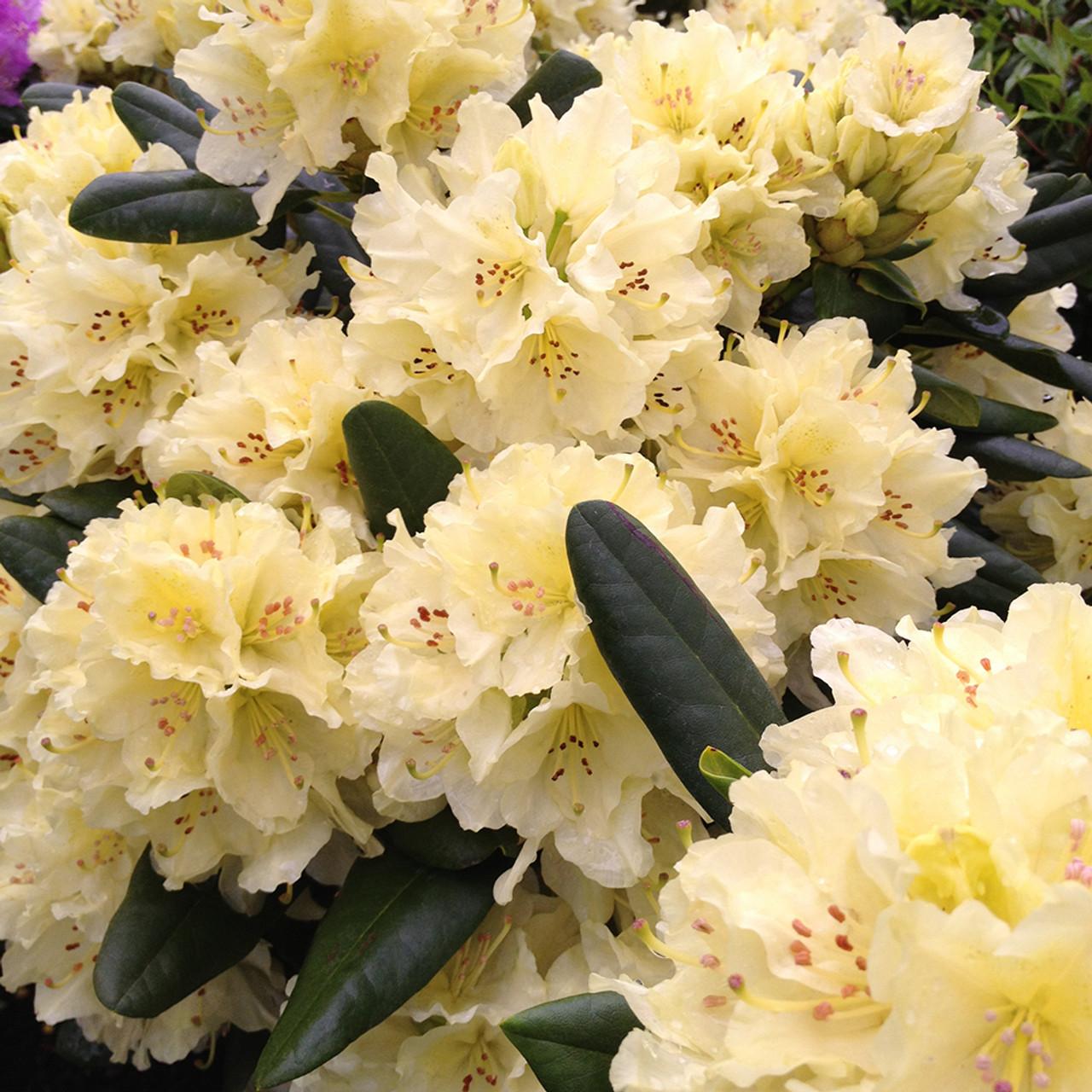 Rhododendron Capistrano - View 7 from www redcrocus com