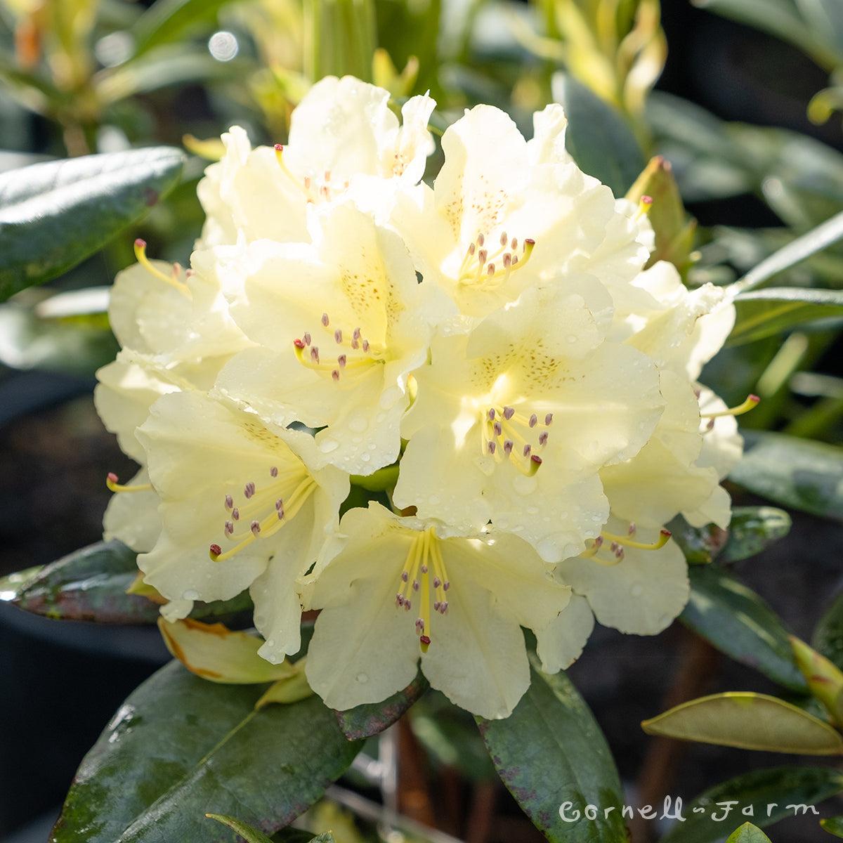 Rhododendron Capistrano - View 9 from www redcrocus com