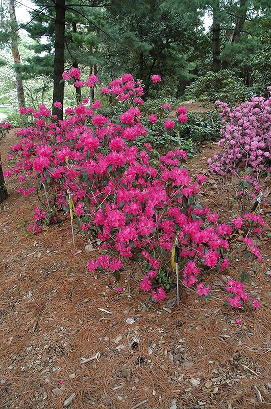 Rhododendron Landmark - View 10 from www redcrocus com