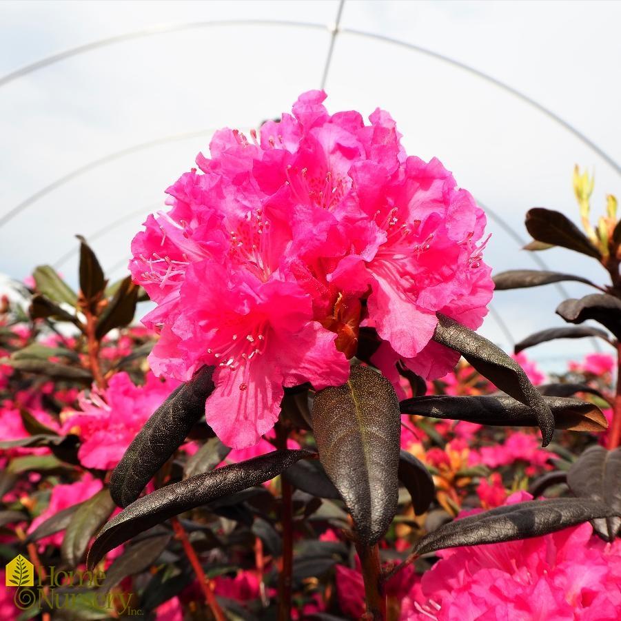 Rhododendron Landmark - View 12 from www redcrocus com