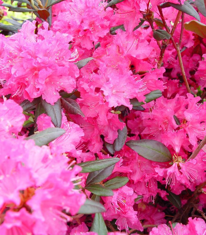 Rhododendron Landmark - View 13 from www redcrocus com