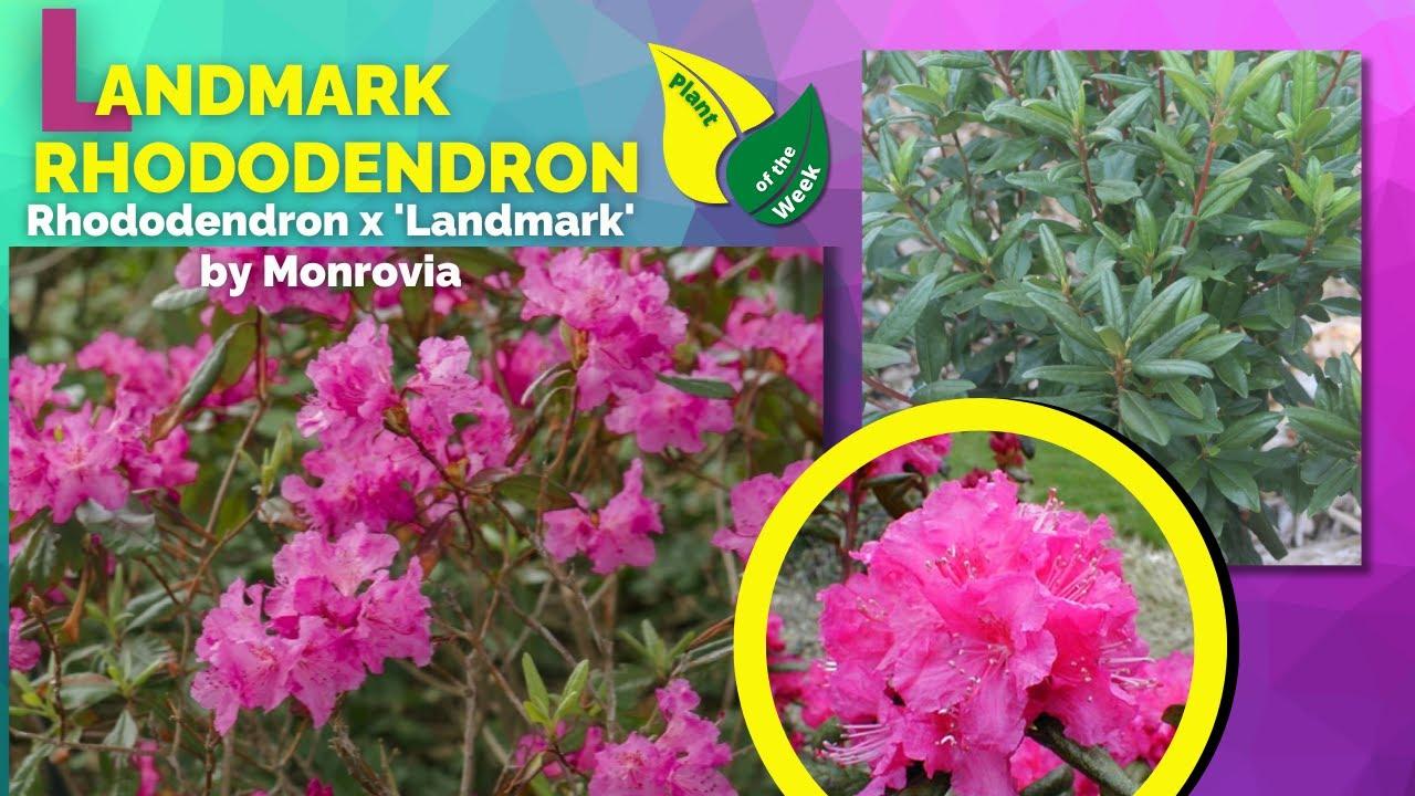 Rhododendron Landmark - View 14 from www redcrocus com