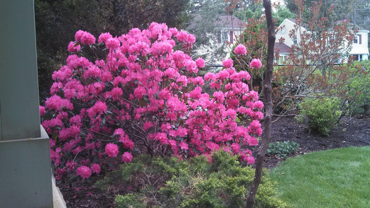 Rhododendron Landmark - View 15 from www redcrocus com