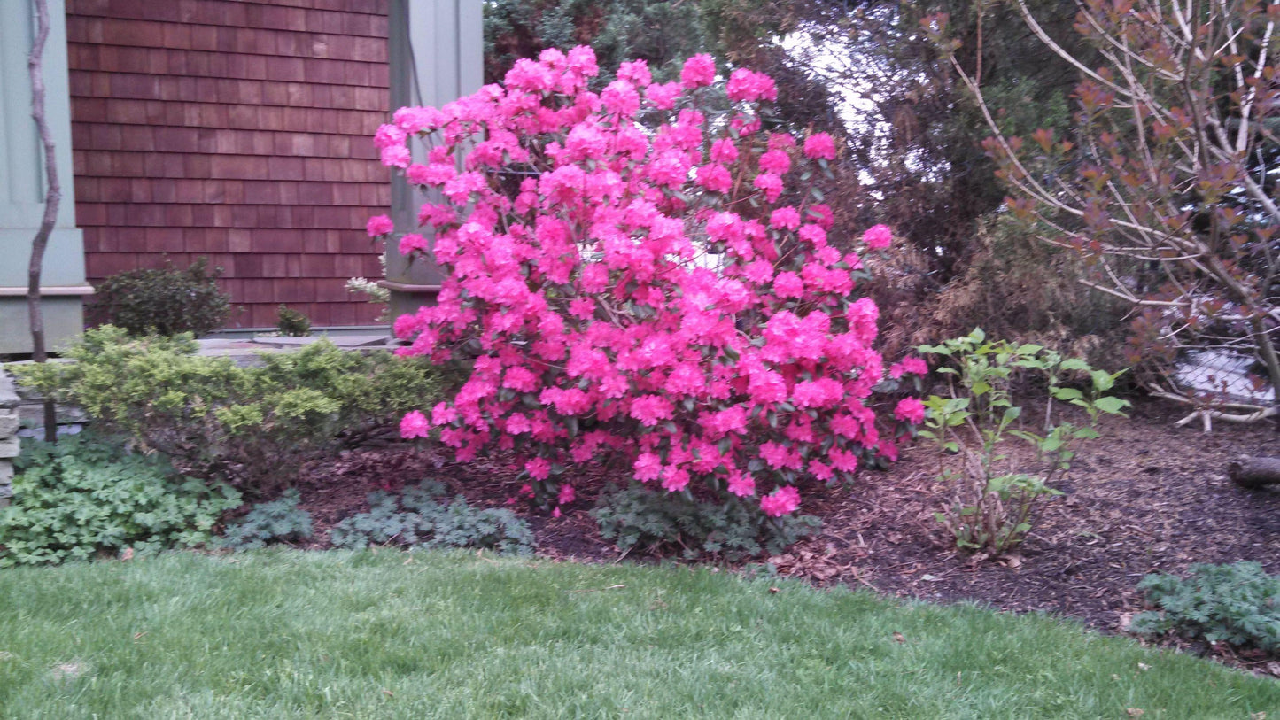 Rhododendron Landmark - View 16 from www redcrocus com