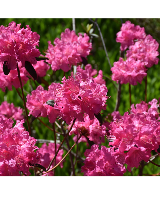 Rhododendron Landmark - View 17 from www redcrocus com