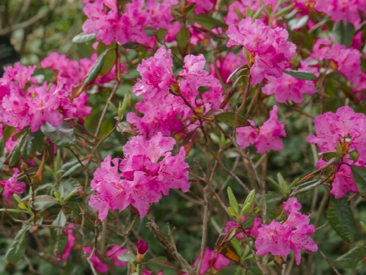 Rhododendron Landmark - View 2 from www redcrocus com