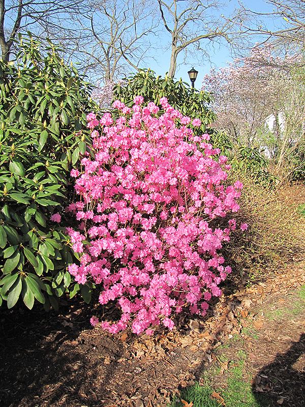 Rhododendron Landmark - View 3 from www redcrocus com