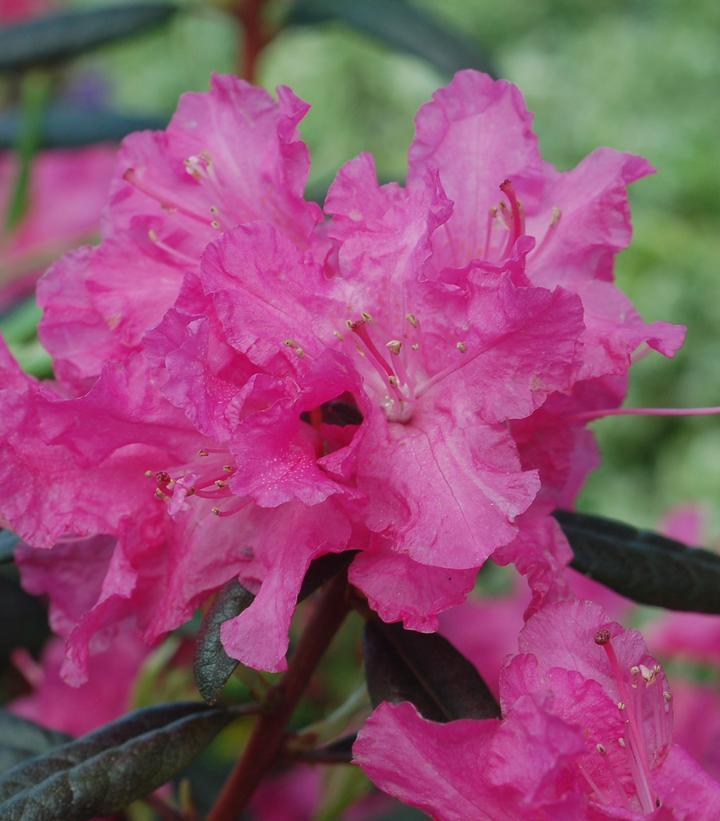 Rhododendron Landmark - View 6 from www redcrocus com