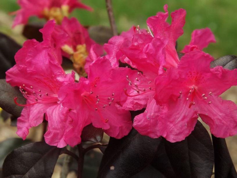 Rhododendron Landmark - View 7 from www redcrocus com