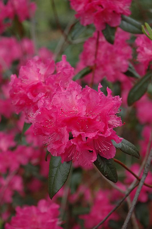 Rhododendron Landmark - View 8 from www redcrocus com