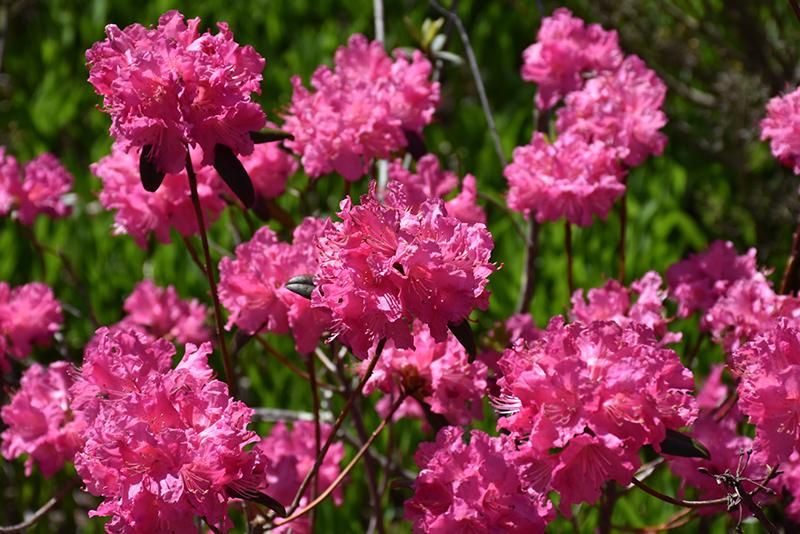 Rhododendron Landmark - View 9 from www redcrocus com