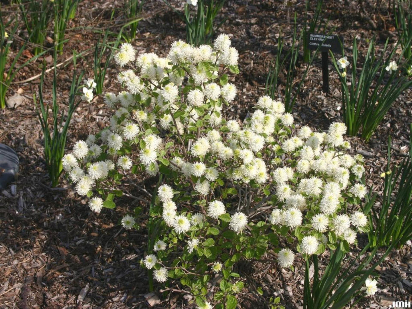 Fothergilla Gardenii - View 12 from www redcrocus com