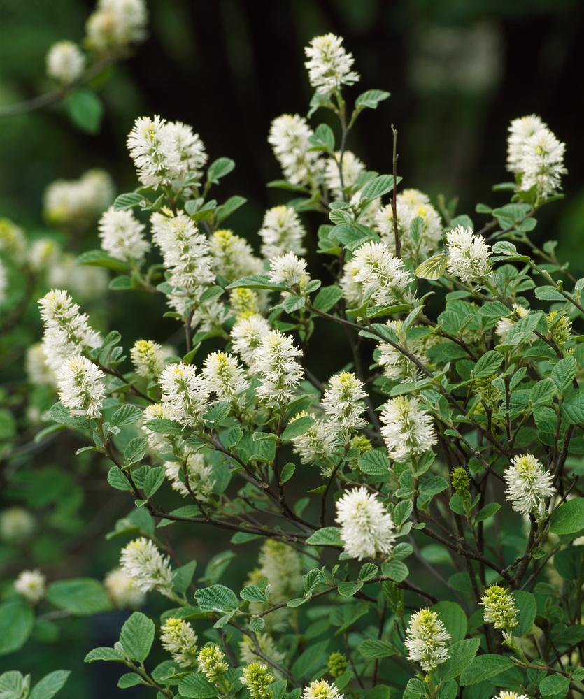 Fothergilla Gardenii - View 13 from www redcrocus com