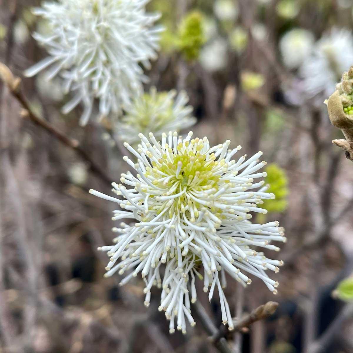 Fothergilla Gardenii - View 14 from www redcrocus com