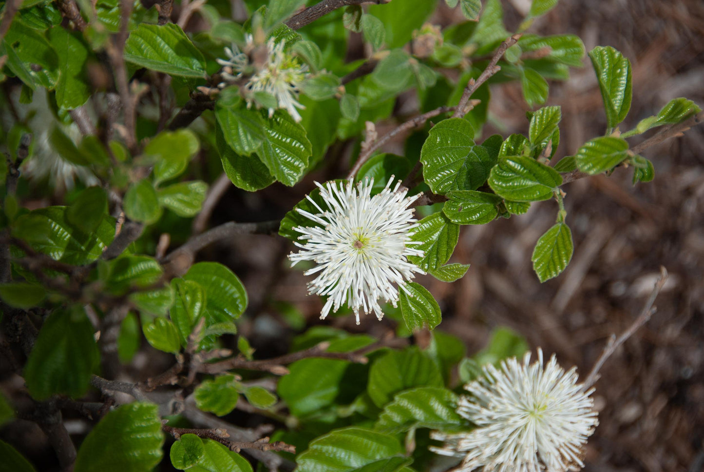 Fothergilla Gardenii - View 17 from www redcrocus com