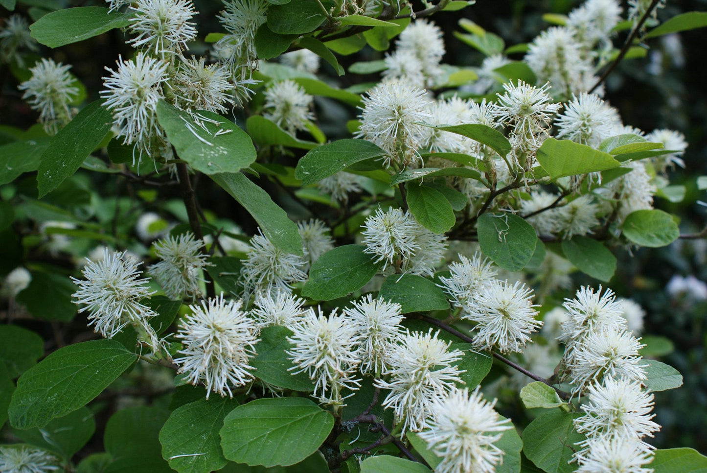Fothergilla Gardenii - View 19 from www redcrocus com