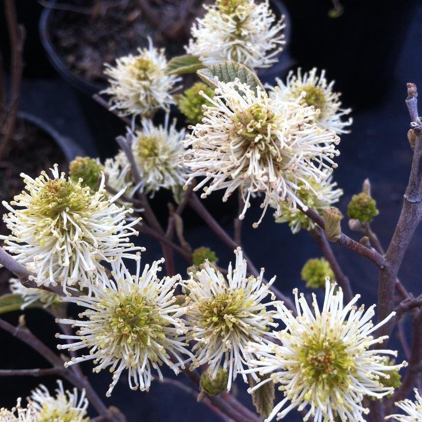 Fothergilla Gardenii - View 20 from www redcrocus com