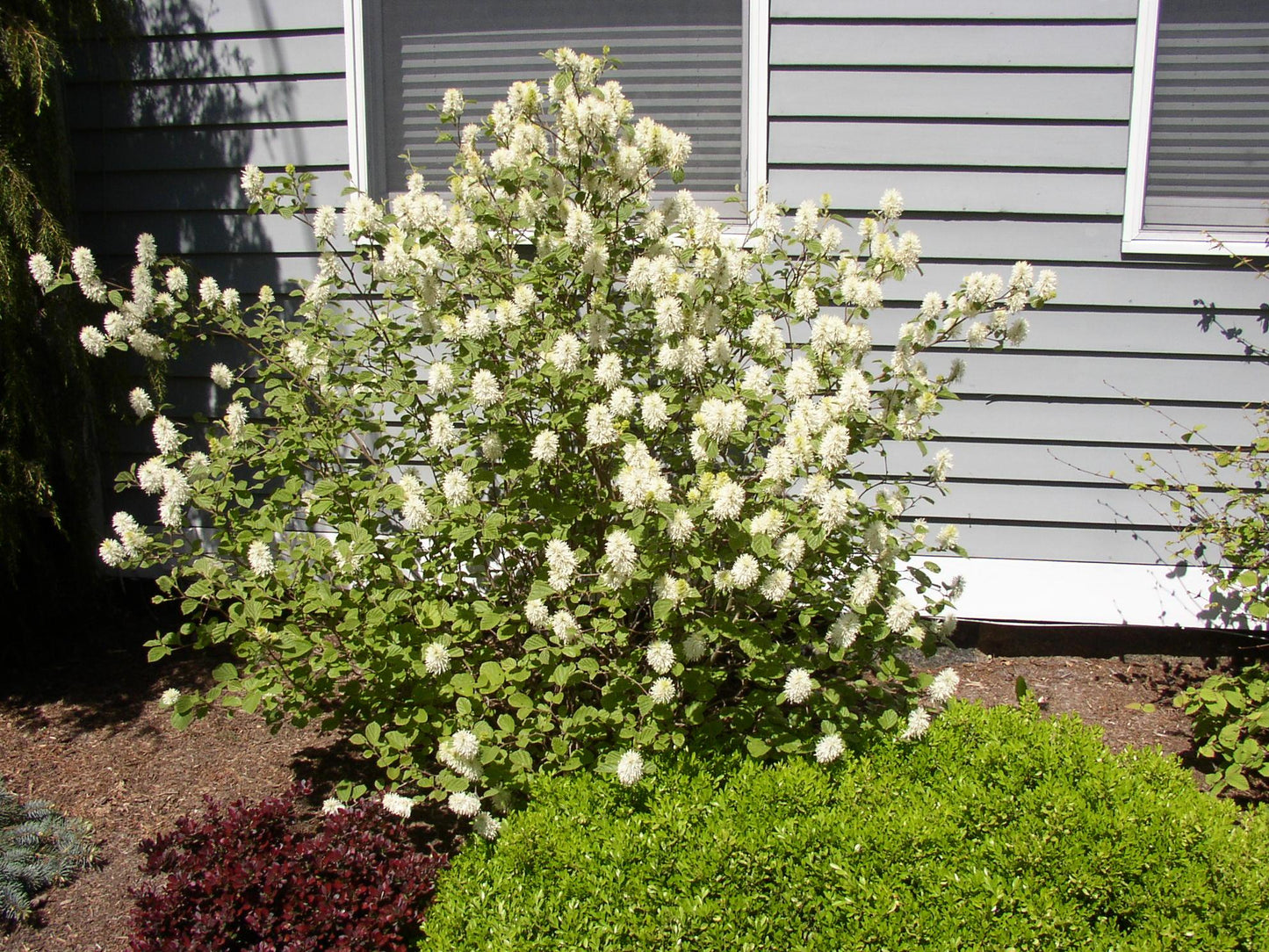 Fothergilla Gardenii - View 2 from www redcrocus com